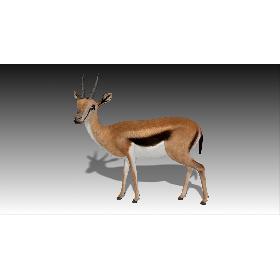 3D Gazelle Rigged